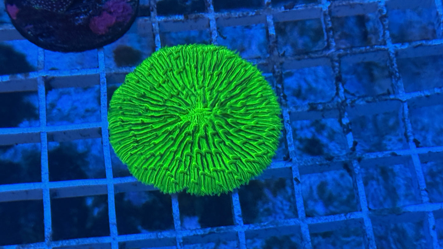 Green fungia plate coral