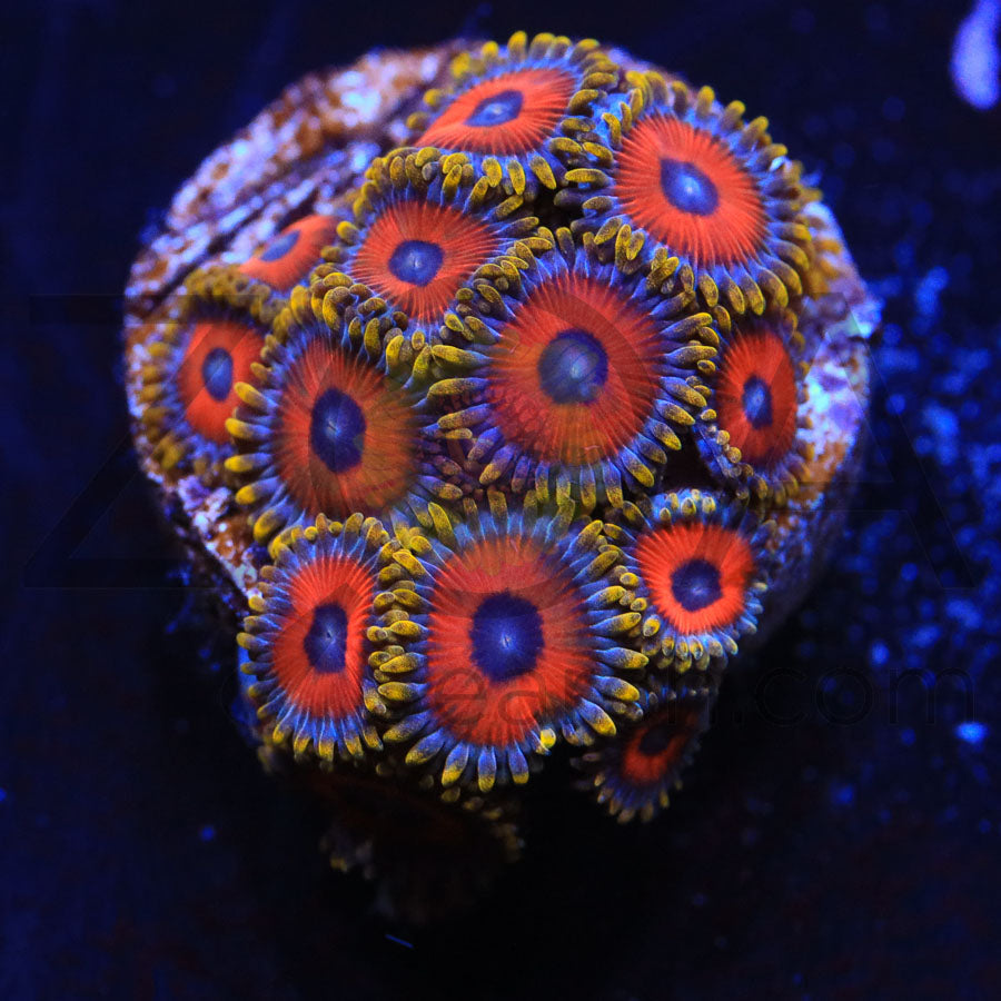 Eagle eye zoa