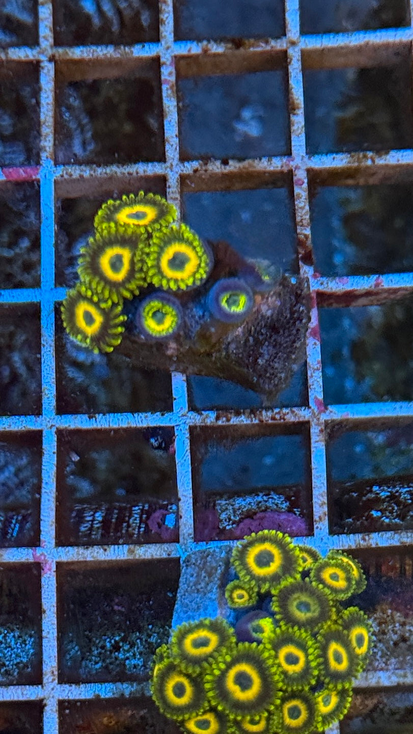 Scrambled egg Zoa