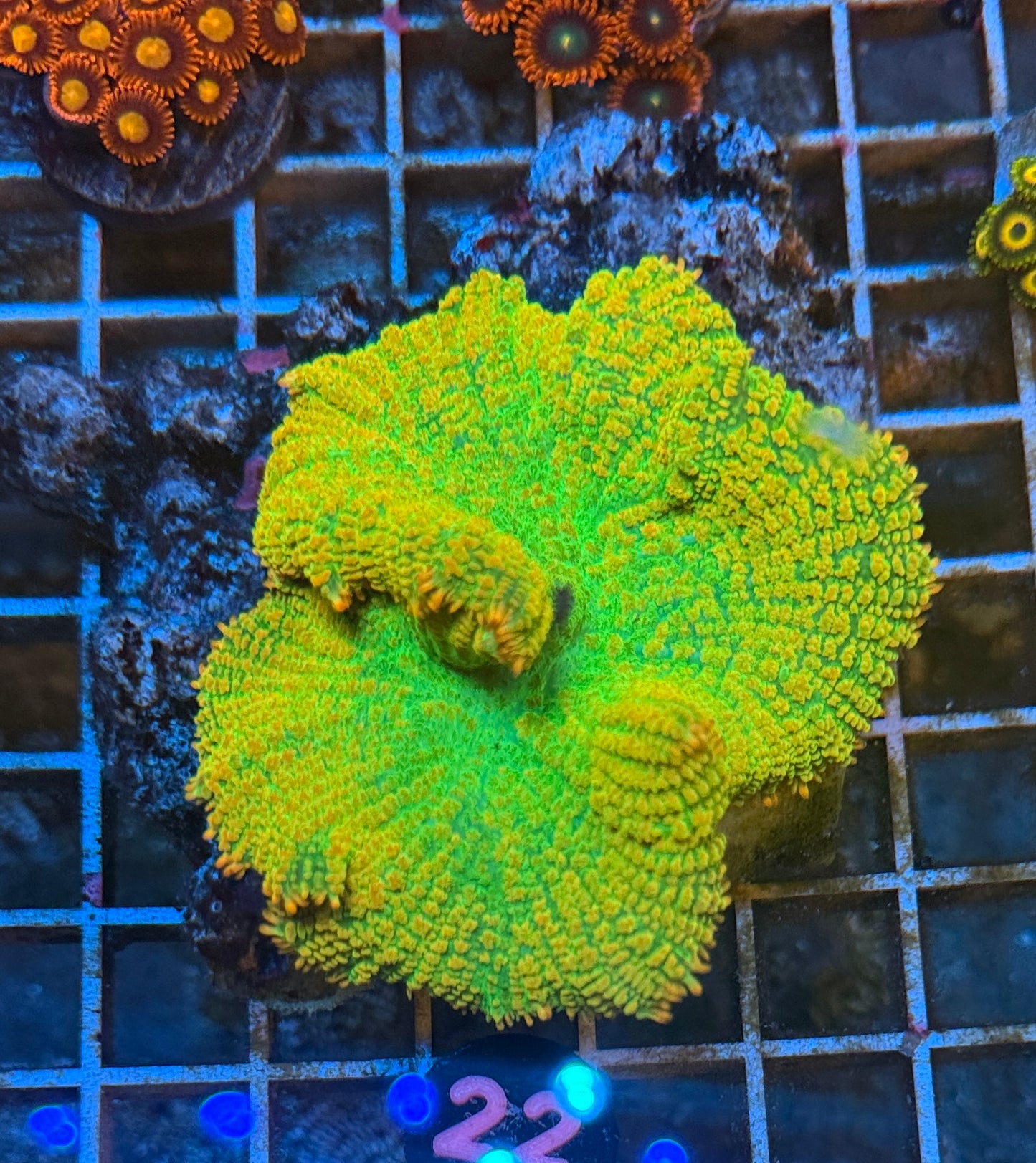Tequila sunrise mushroom