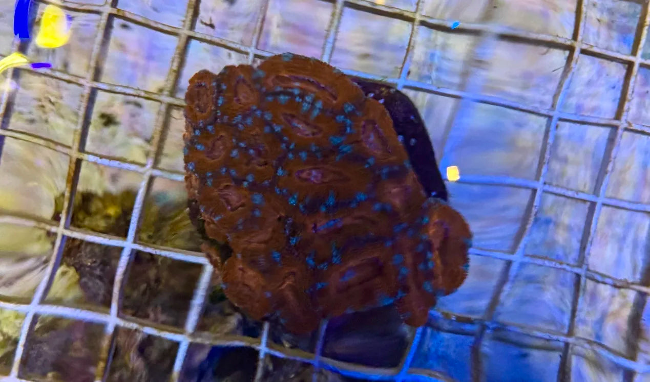 Large Acan lord
