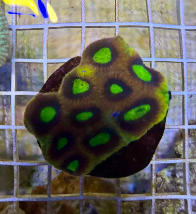 Large dragon soul prism favia