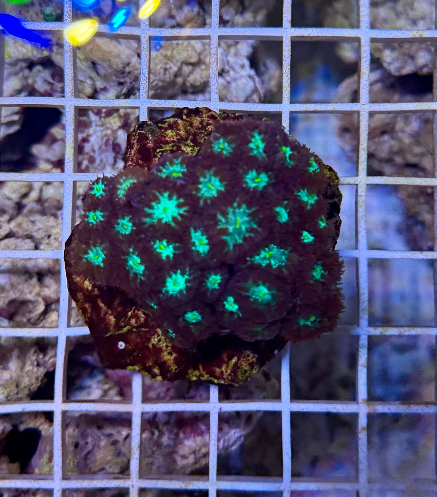 Red and green blasto