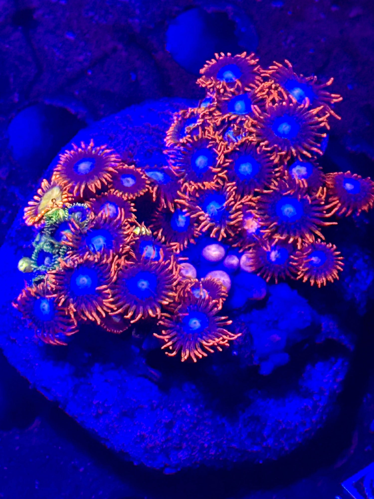 ZOA's