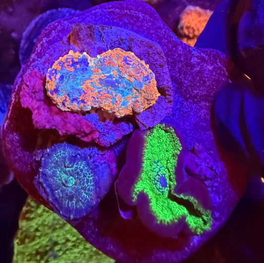 Mini rhodactis mushroom coral pack