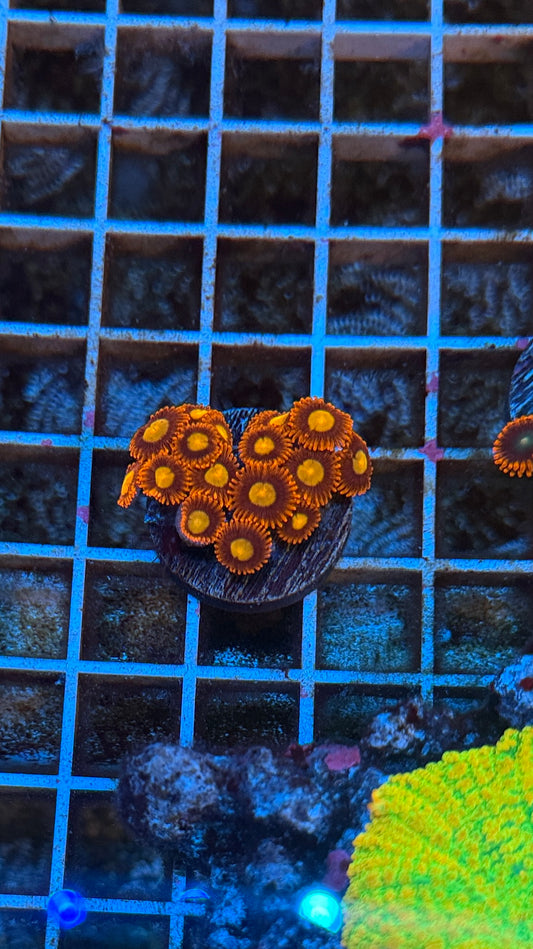 Bam bam Zoas