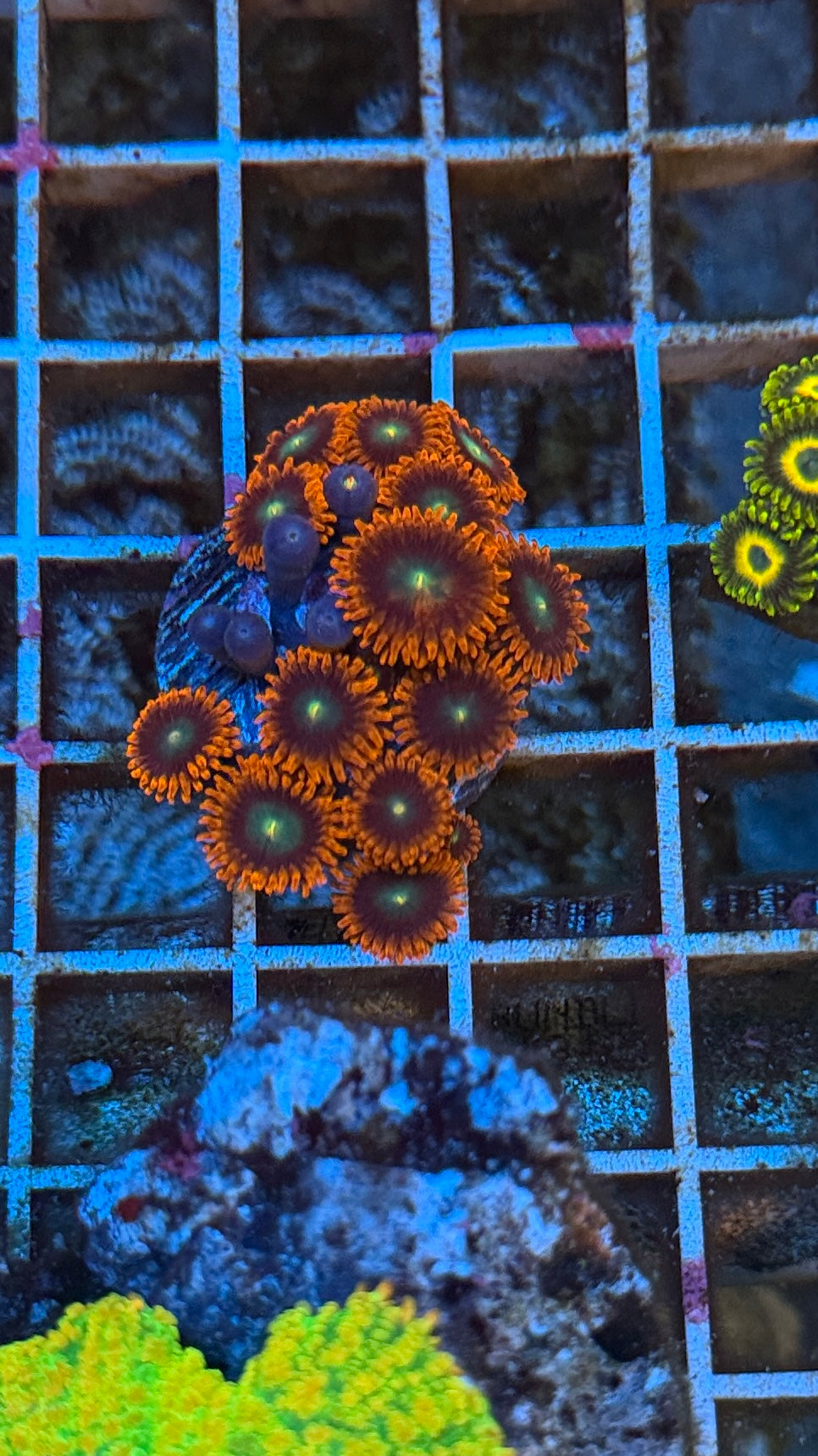 Punk rock screamer Zoa