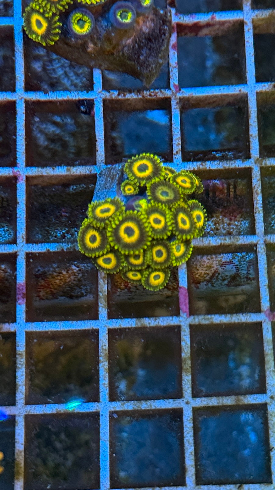 Scrambled egg Zoa