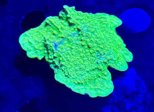 Green Montipora