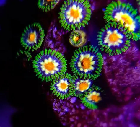 Star gazer zoa