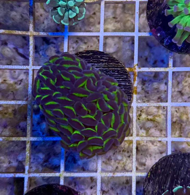 Purple-tipped green stem hammer