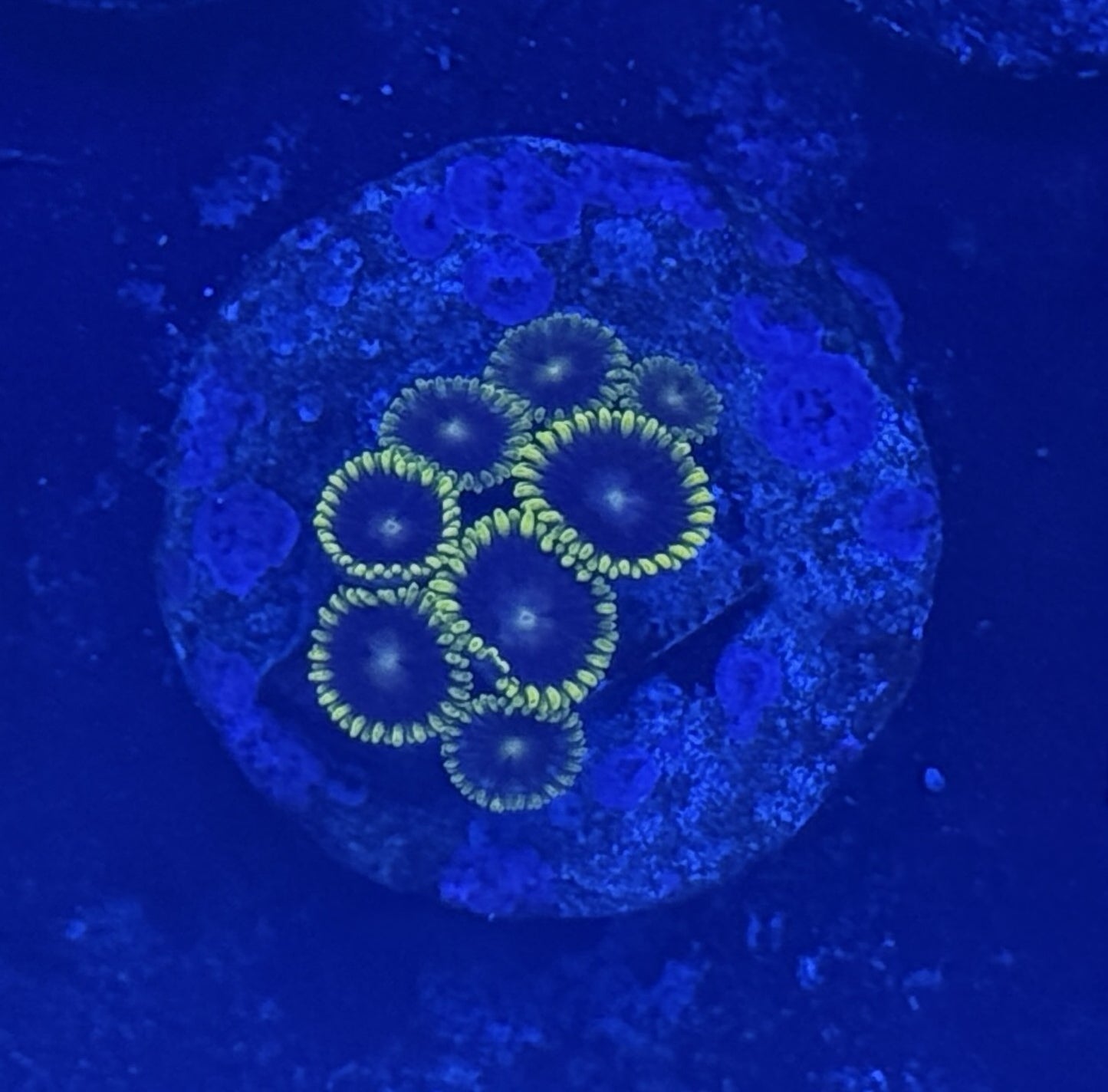 ECC laser lemon zoas