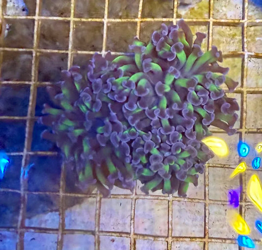 bi-color branching hammer