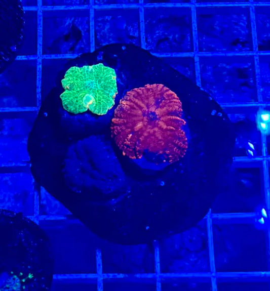 Mini mixed mushroom colony