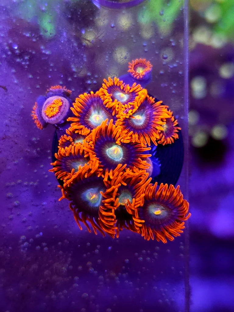 Punk rock zoas