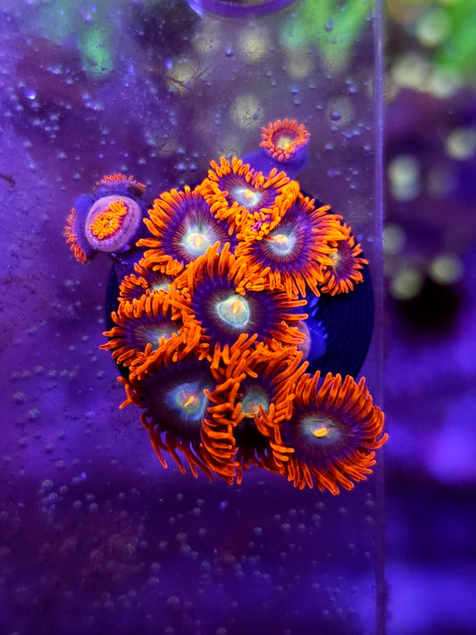 Punk rock zoas