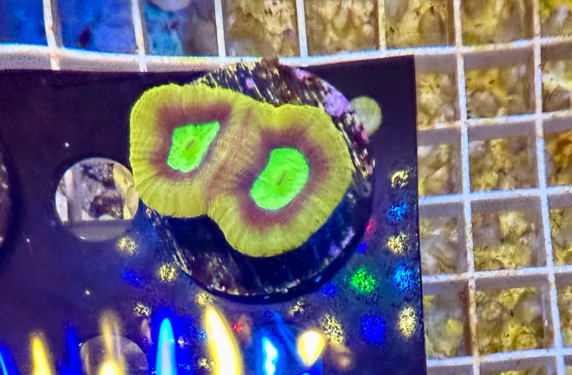 Small dragon soul favia