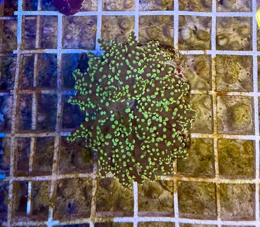 Green yaeyamaensis (frogspawn)